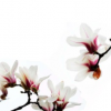 批发玉兰树苗 紫玉兰 白玉兰 黄玉兰 玉兰花苗 规格齐全绿化树苗