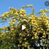 批发庭院 攀缘爬藤 植物花卉 木香花苗 十里香 藤类植物 攀援植物