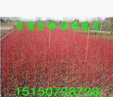 绿化彩色苗木品种红瑞木树苗 红梗木苗凉子木