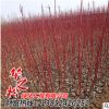 批发红瑞木绿化苗 观赏价值高 庭院工程 耐寒植物 园林绿化植物