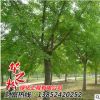 银杏树苗 绿化苗木工程 风景绿化防护 易成活 盆栽地栽白果树