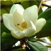 庭院绿化苗 黄白红玉兰花苗 庭院观花植物白玉兰 品种规格齐全