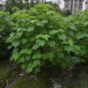 红花木芙蓉