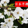 樱花小苗樱花树苗正宗日本早樱当年开花嫁接苗批发地栽盆栽苗