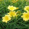 基地 批发 金娃娃萱草苗 红宝石萱草 黄花萱草 红花萱草 大花萱草