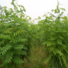 基地批发红花槐 香花槐 江南槐 规格齐全 绿化工程用苗 量大价优
