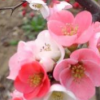 木瓜海棠树大量批发海棠 海棠树 木瓜海棠 木瓜海棠树规格齐全