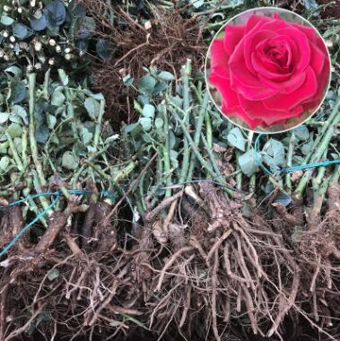 工程大花观赏玫瑰大苗 昆明产地批发观花植物玫瑰月季苗现挖现发