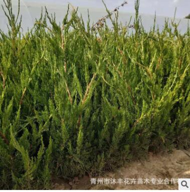 青州沐丰花卉基地大量批发供应护坡 绿化 优质龙柏绿化带植被