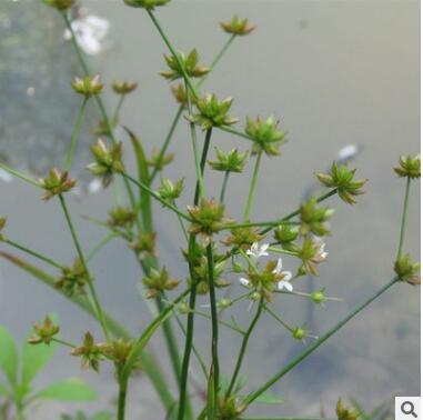灯芯草批发 基地直供 重庆水生植物 园林绿化苗木 净水植物图3