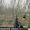 批发樱花树苗日本樱花优质行道树日本嫁接樱花树晚樱染井吉野樱