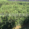 产地直供绿化苗法国冬青 珊瑚树苗绿篱高0.8-1.8米