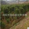 基地批发法国冬青柱 园林工程绿化苗木 行道篱笆墙四季常青冬青柱