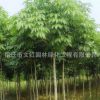 七叶树树苗绿化苗木规格齐全庭院种植四季常青质优量大七叶树直销