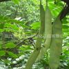 皂角树小苗批发 工程绿化苗木 道路庭院景观树皂角树苗 3-15公分