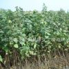 白丁香树苗绿化苗木色块绿篱行道点缀庭院观赏量大从优白丁香树苗
