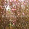 日本樱花树苗批发庭院观赏气味芳香行道点缀室内盆栽樱花苗