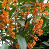 桂花