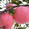 苹果树苗嫁接苗果树苗红富士苹果苗庭院盆栽地栽南方北方种植