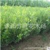 基地批发大叶黄杨苗 绿化工程苗优质大叶黄杨 品种齐全 量大优惠