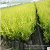 基地园林绿化工程嫁接苗 金叶榆树苗 规格全 造型金叶榆 树形优美