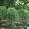 出售绿化苗木垂槐垂槐树苗庭院观赏绿化盆栽地栽垂槐行道工程绿化