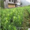 基地罗汉松小苗直销 小叶雀舌罗汉松小苗 罗汉松盆景 造型树