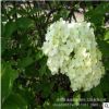 批发木绣球木绣球苗庭院藤本花卉植物工程园林绿化苗木绣球