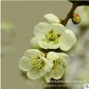 庭院观花植物绿梅 工程园林绿化 梅花树苗 绿梅小苗 规格全