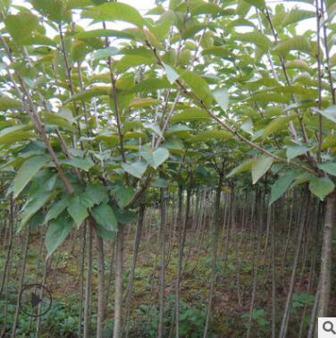 批发供应 风景树 庭院樱花苗 别墅观赏植物樱花苗