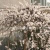 垂梅树苗直销绿化花木庭院观赏规格齐全行道点缀量大从优垂梅树苗