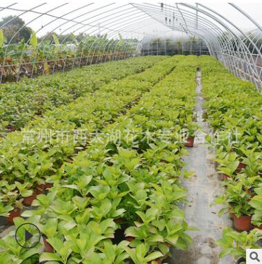 基地直销阳台花卉盆栽绿植庭院植物无尽夏八仙绣球花苗绣球花盆栽
