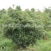 桂花树苗绿化花木庭院观赏行道点缀室内盆栽量大从优金桂桂花直销
