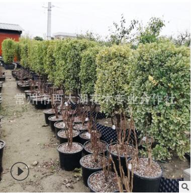 金边黄杨大叶黄杨小叶黄杨色块毛球篱笆柱子品种齐全量大从优