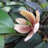 乐昌含笑绿化花木庭院观赏行道点缀气味芳香量大从优乐昌含笑直销