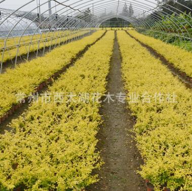 基地苗木直销金冠汝贞 金叶女贞园林绿化 高存活率绿化树