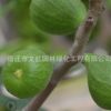 无花果苗绿化苗木庭院种植送礼佳品行道点缀量大从优无花果苗直销