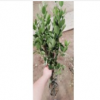 黄杨毛球