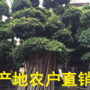 福建大型小叶榕盆景 小叶榕桩 造型小叶榕 大型小叶榕基地