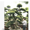 榆树盆景 榆树树桩 造型榆树 榆树桩景