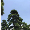 福建日本罗汉松批发 造型罗汉松 盆景罗汉松产地直销