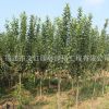 西府海棠树苗绿化花木庭院观赏海棠盆景气味芳香行道垂丝海棠苗
