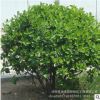 基地批发大叶黄杨球树苗 黄杨树苗瓜子黄杨树苗绿化苗木绿植用苗