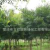基地批发鸡爪槭树苗绿化苗木色块绿篱四季常青量大从优鸡爪枫直销