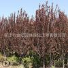 紫叶李树苗绿化苗木四季常青庭院种植行道点缀质优量大紫叶李树苗