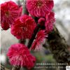 直销庭院观赏花卉 红梅苗 造型盆景苗木 耐寒梅花树苗 规格全