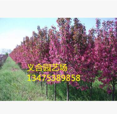基地销售海棠一级工程苗，春天万紫千红，还能挂果，红果子