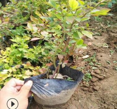 大量批发都克蓝莓苗提供栽培指导蓝莓苗送育苗手册都克蓝莓苗