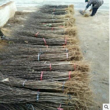 基地大量供应大红袍花椒苗新品种大红袍花椒欢迎选购大红袍花椒苗