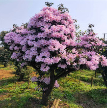 高山杜鹃